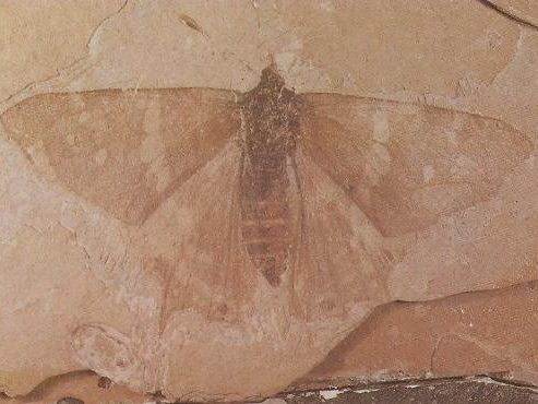 Petrified Butterfly Florissant